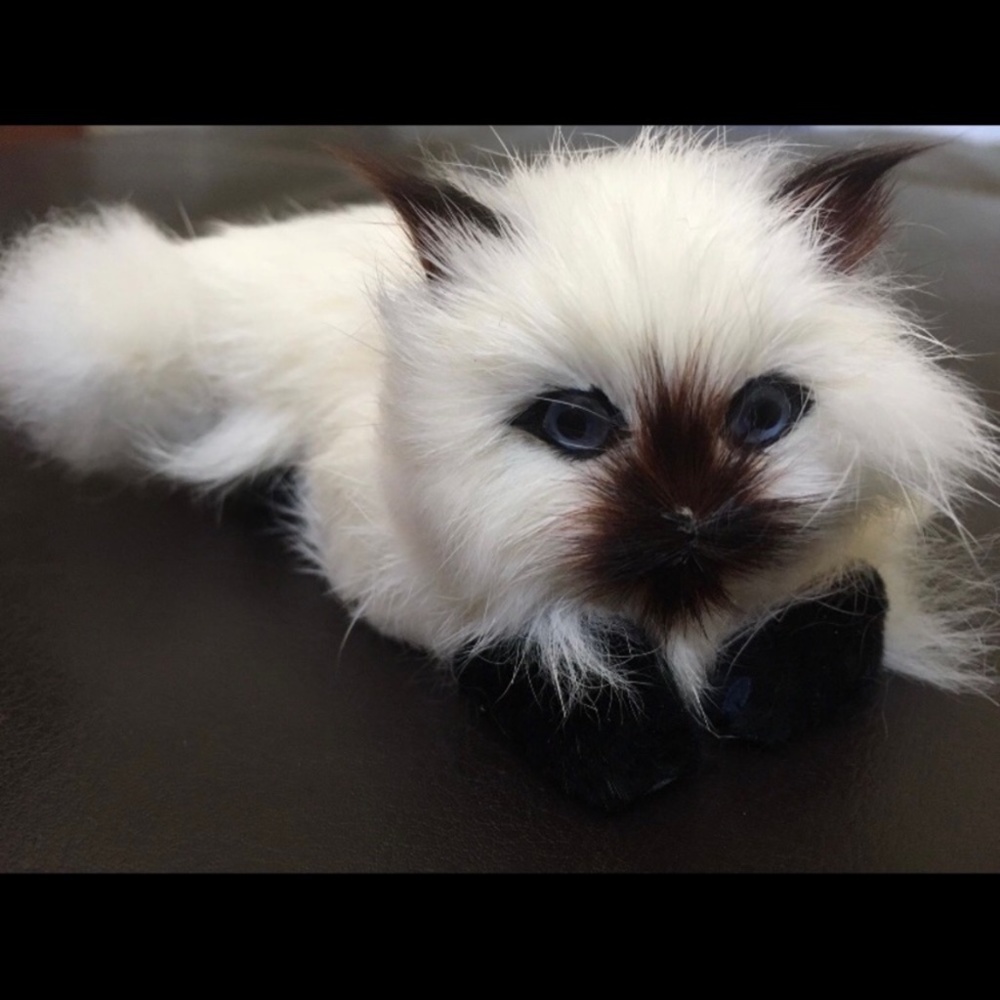 Cat collection - Picture 4 of 7